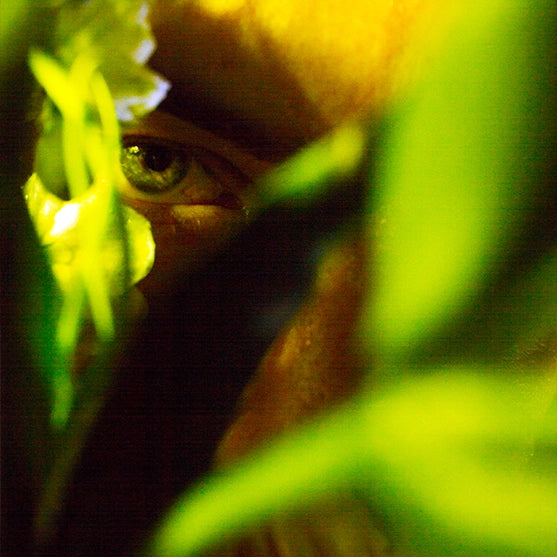 A close-up of an eye gazing through layers of sunlit green leaves—mysterious and reverent. Captures the sacred, ancient feel of Looking for Each Other’s botanical fragrance experience.